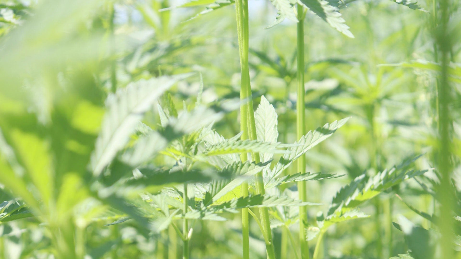 Technical Aspects of Hemp Fiber