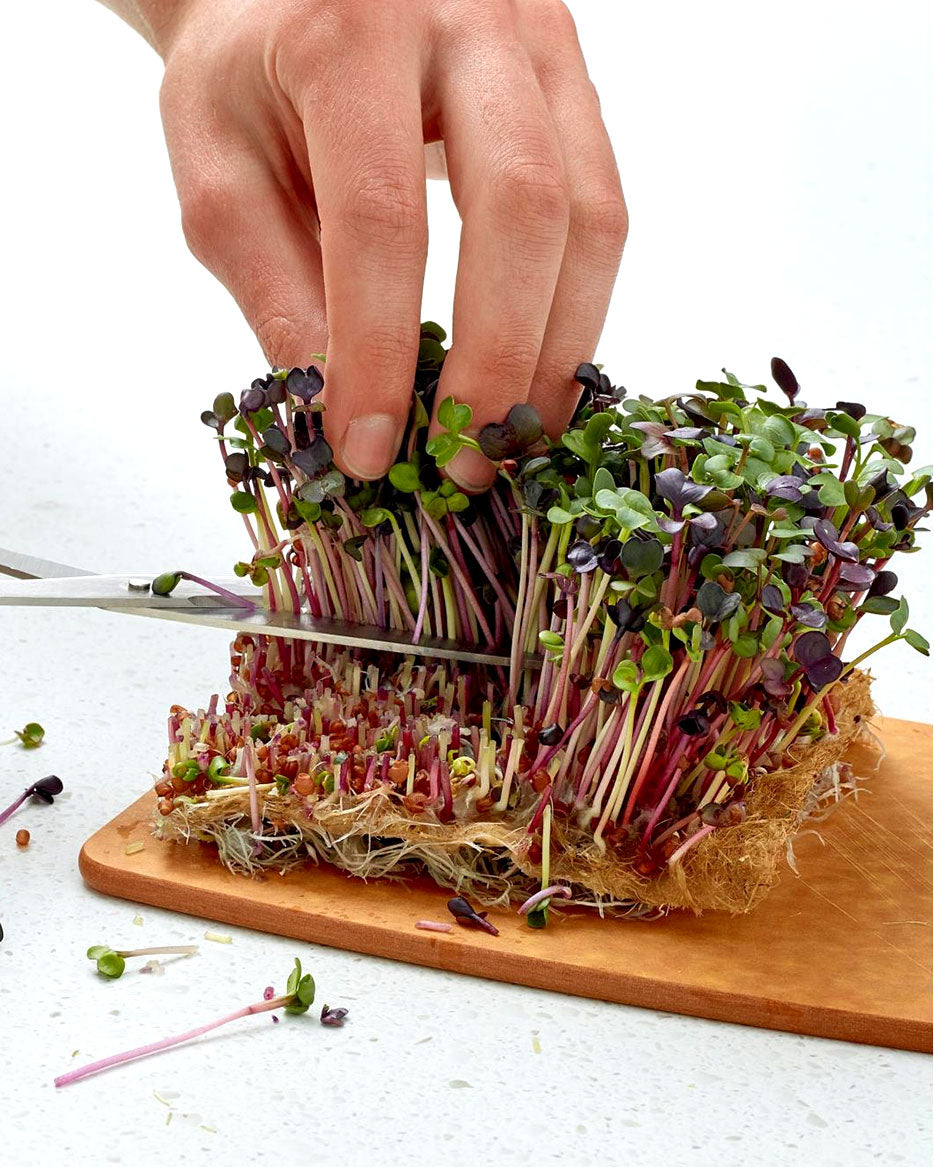 Hemp Microgreen Grow Mats